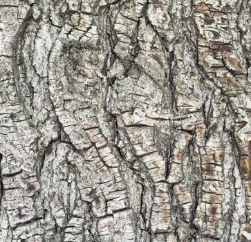 Bark of pine tree in forest