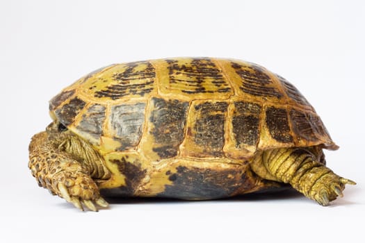 terrapin on white background 