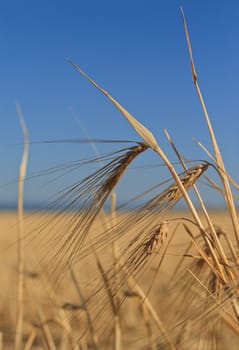 Ears of wheat against the sky, a close up Vertical image