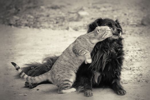 cat kissing dog.sepia