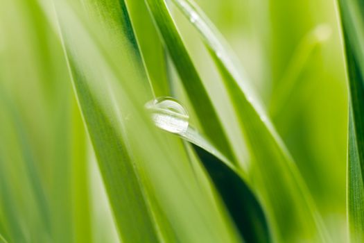 Dew on grass blade, sahllow DOF