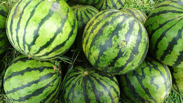 A pile of ripe watermelon fruits in the summer