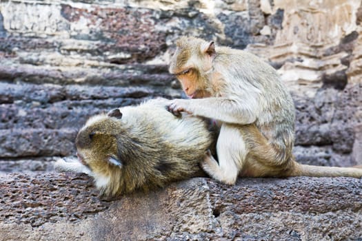 Cute Monkey enjoys searching for bugs