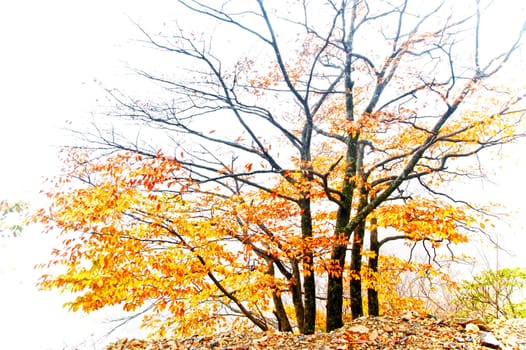 This photo was taken in China Shennongjia, in late autumn