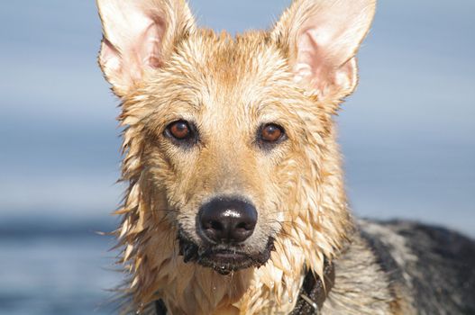 A wet German Sherpherd looking at you near a Colorado lake