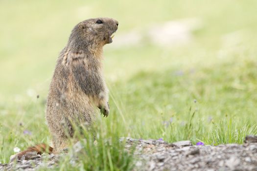 Alpine Marmot in the grass - Marmota