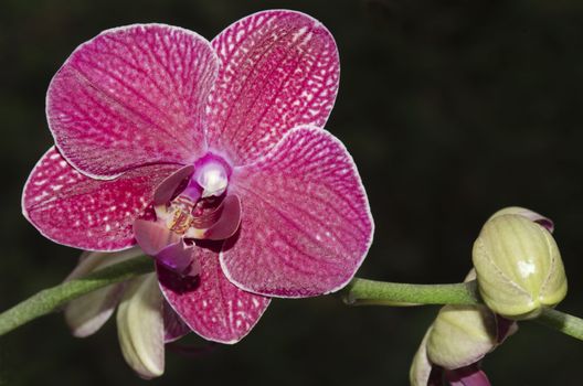 orchid purple on black, phalaenopsis on dark background