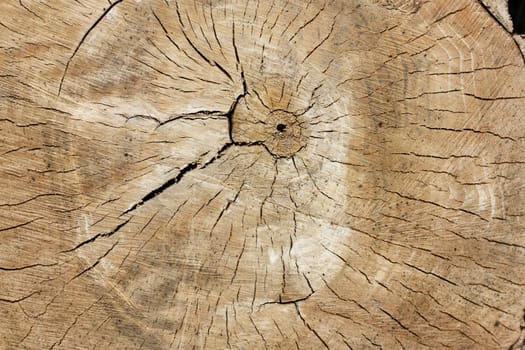 Tree rings 