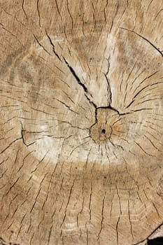 Tree rings 