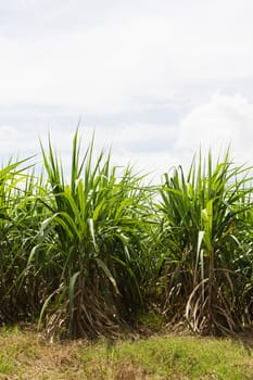 Sugar cane fields, culture tropical in Thailand