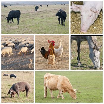 pictures of different types of livestock, cows, horses, pigs and sheep