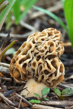 Morel mushroom grows in a prairie of northern Illinois.