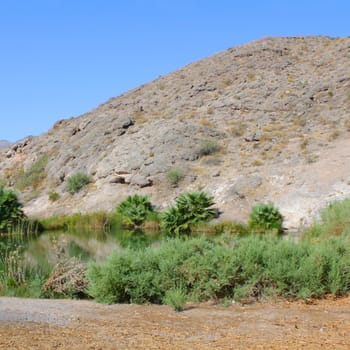 Vegetation grows in the arid desert near Rogers Spring - Nevada.