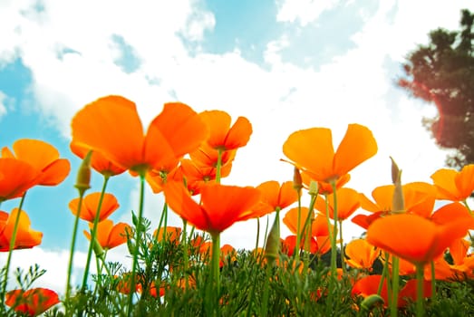 Orange Poppies Field shoot against blue sky with sun burst and lens flare effect.