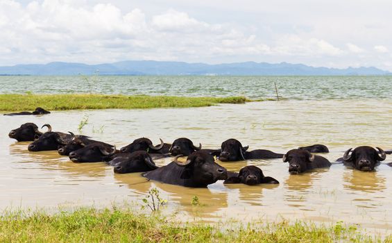 Water Buffalo herds soak water in Thailand