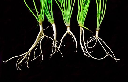 root of the parsley on black background