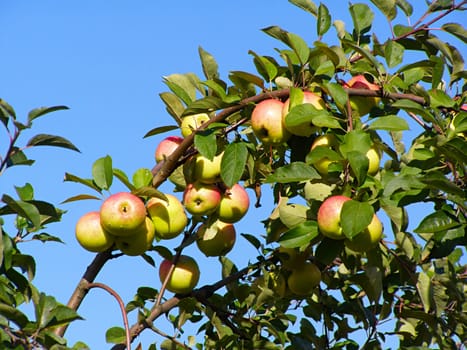 apple on branch of the aple trees