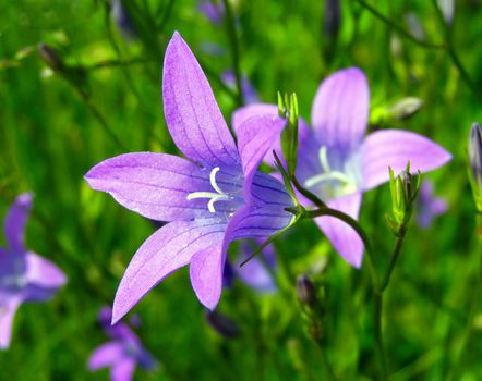 campanula