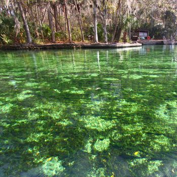 Clear waters of Wekiwa Springs State Park in central Florida.