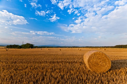 Wheat straw bale after harvest