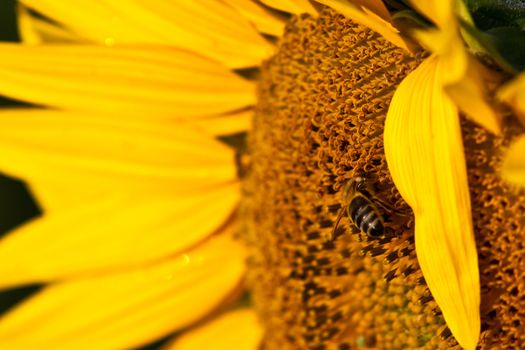 A bee and sunflower