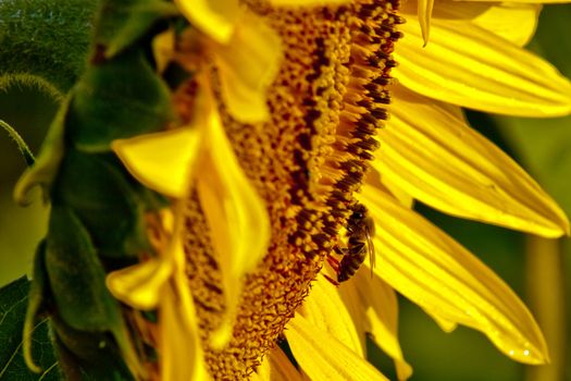 A bee and sunflower