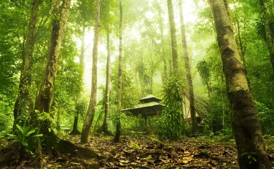 Green forest and huts in a misty morning, Malaysia.