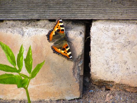 butterfly on concrete wall