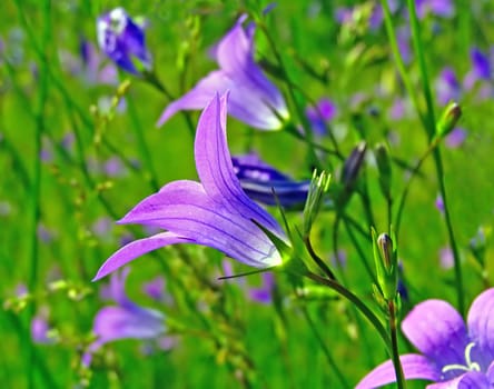 campanula