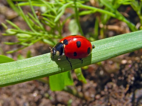 ladybug