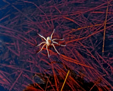 spider on water