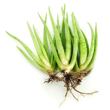 Three aloe vera plants on white background