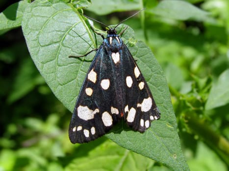 blackenning butterfly on green sheet