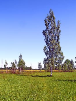 birches on green summer field