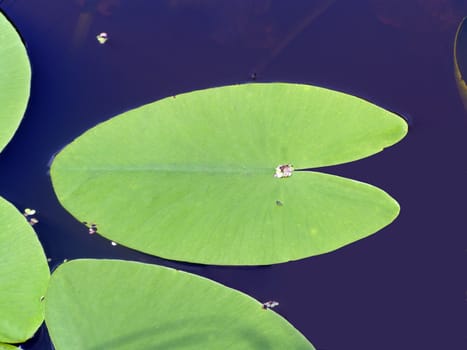 water lily on water