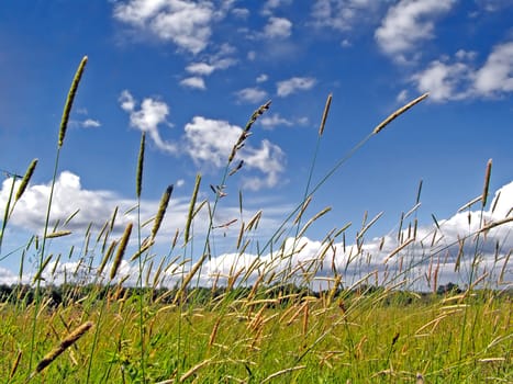 dry herb in field