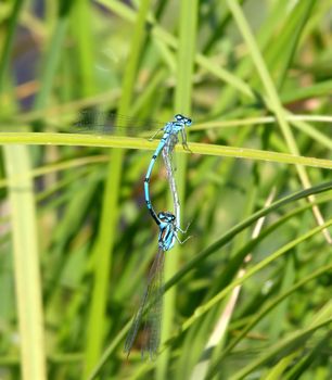 two dragonflies on green herb