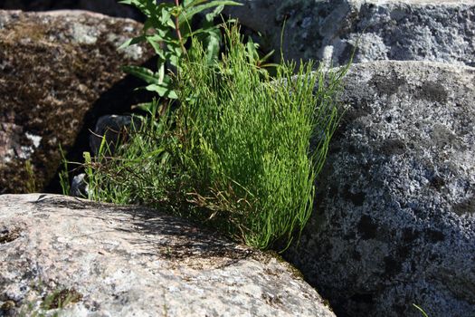 Plant growing through the rocks
