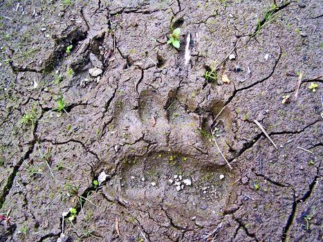 traces small bear and wild boar on dry land