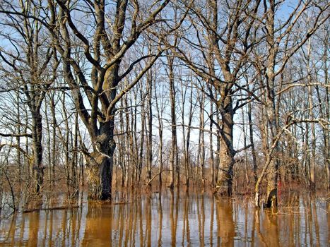 flood in wood