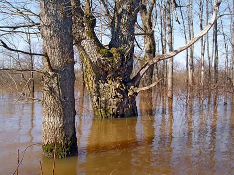 The Tree in water.