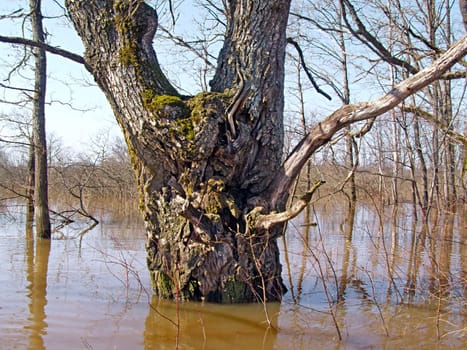 The Tree in water.