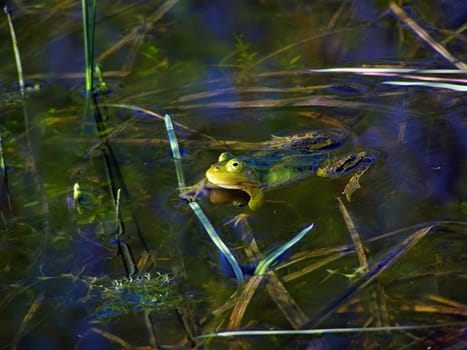 frog in marsh