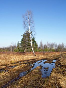 aging birch near rural road