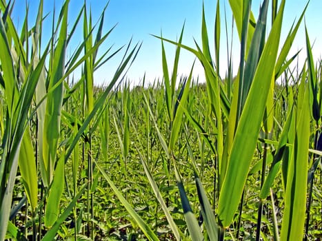 marsh sedge