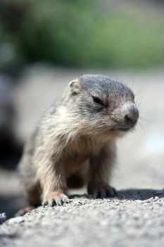 A cute baby marmot close-up