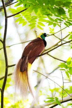 Lesser Bird of Paradise or Paradisaea minor. One Of the most exotic birds in Papua New Guinea.