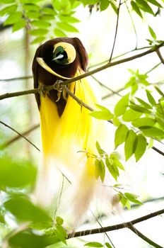 Lesser Bird of Paradise or Paradisaea minor. One Of the most exotic birds in Papua New Guinea.