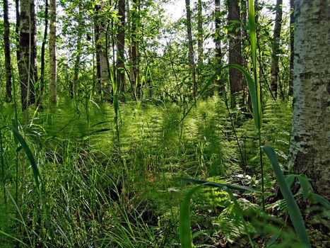 horsetail in wood