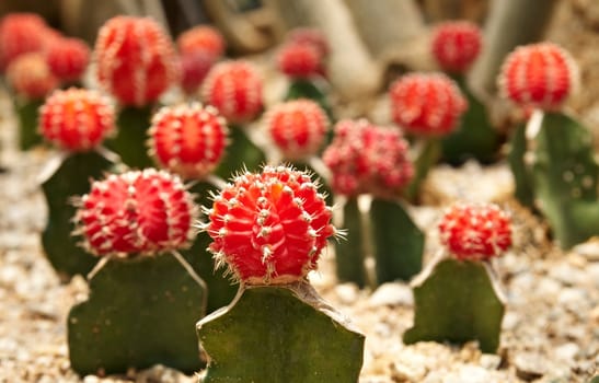 Bright and colorful Cactus. Gymnocalycium michanovichii var. rubra